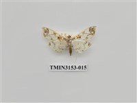 藏品(螟蛾304)的圖片